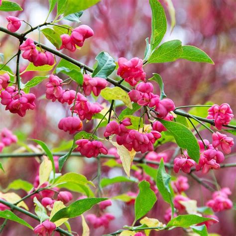 Fusain DEurope Euonymus Europaeus Le Jardin Des Intuitions