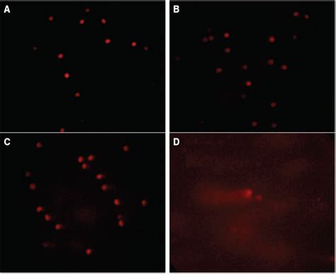 Comet Assay Damage To The Dna Of Peripheral Blood Cells Was Observed