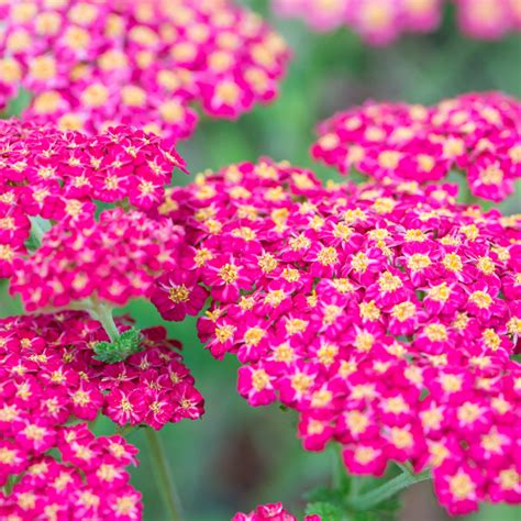 Szkółka Bylin Dobrepole Achillea millefolium Skysail Fire