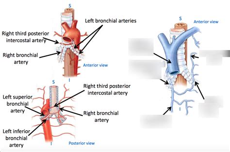 Bronchial veins Diagram | Quizlet