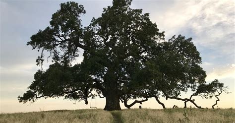 Solano County Office Of Education Valley Oaks