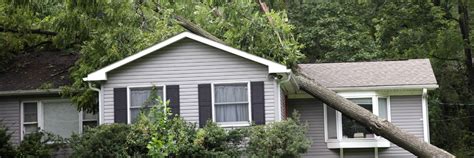 Hazardous Tree FAQs: What To Know About Dangerous Trees In Your Eastern ...