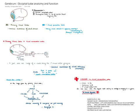 Cerebrum Occipital Lobe Anatomy And Function Cerebrum Occipital