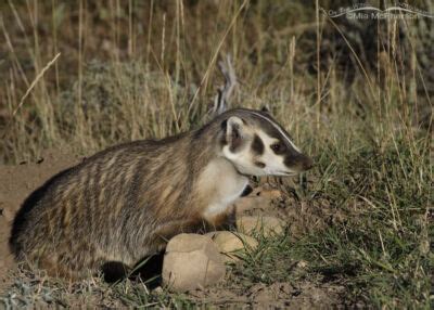 American Badger In Profile Mia Mcpherson S On The Wing Photography