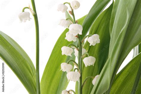 muguet Stock Photo | Adobe Stock