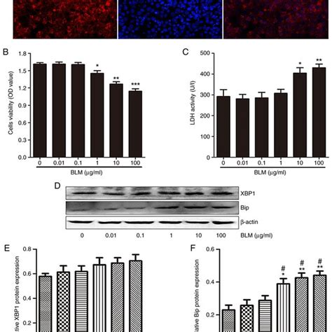 Blm Inhibits Proliferation And Promotes Apoptosis Of Mle 12 Cells A Download Scientific