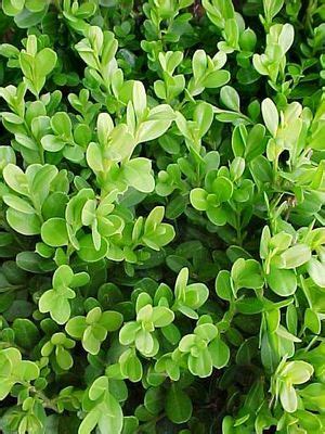 Buxus microphylla 'Japonica' Boxwood, Japanese from Mortellaros