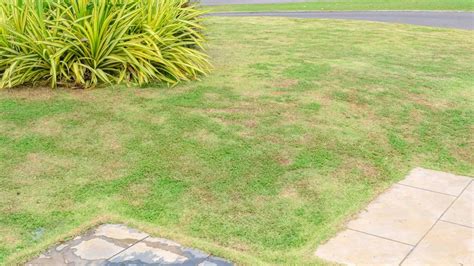 Gardening Expert Shares How To Fix Patchy Grass For Thick And Lush