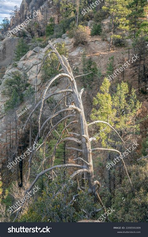 Leafless Pine Images Stock Photos Vectors Shutterstock