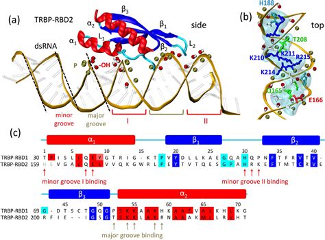 Substrate Recognition And Specificity Of Double Stranded Rna Binding