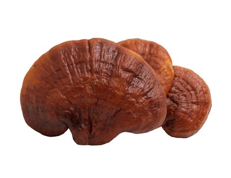 Reishi Mushroom Extract | Ganoderma Lucidum Karst Supplement