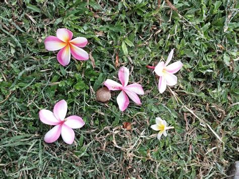 Five White Pink And Yellow Plumeria Flowers Fallen On Dried Green Grass