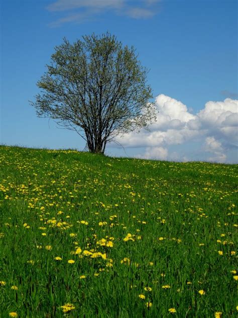 Images Gratuites Paysage Arbre La Nature Herbe Roche Champ