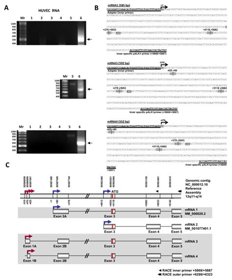 5 Rapid Amplification Of CDNA Ends 5 RACE Of ACVRL1 Transcripts From