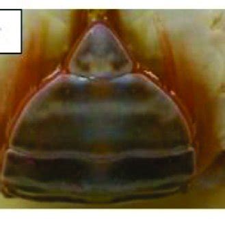 Abdominal Flap Of Different Maturation Stages Of Mud Crab Sampled From