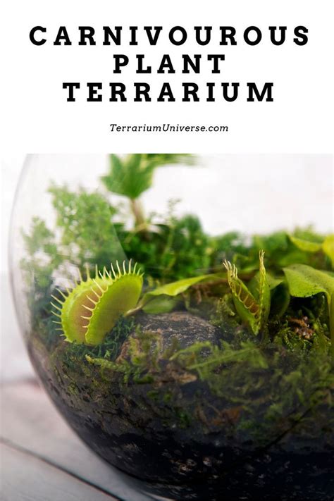 Carnivorous Plant Terrarium | Carnivorous plants, Carnivorous plants terrarium, Best terrarium ...