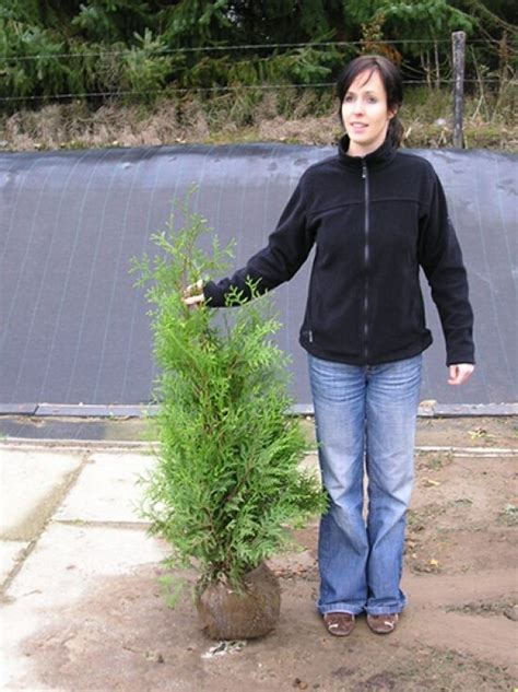 Lebensbaum Brabant Thuja Occidentalis Brabant Kaufen