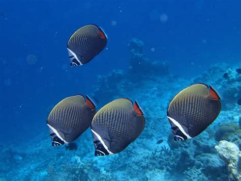 Snorkeling in the Maldives - review and photos - divetip.com