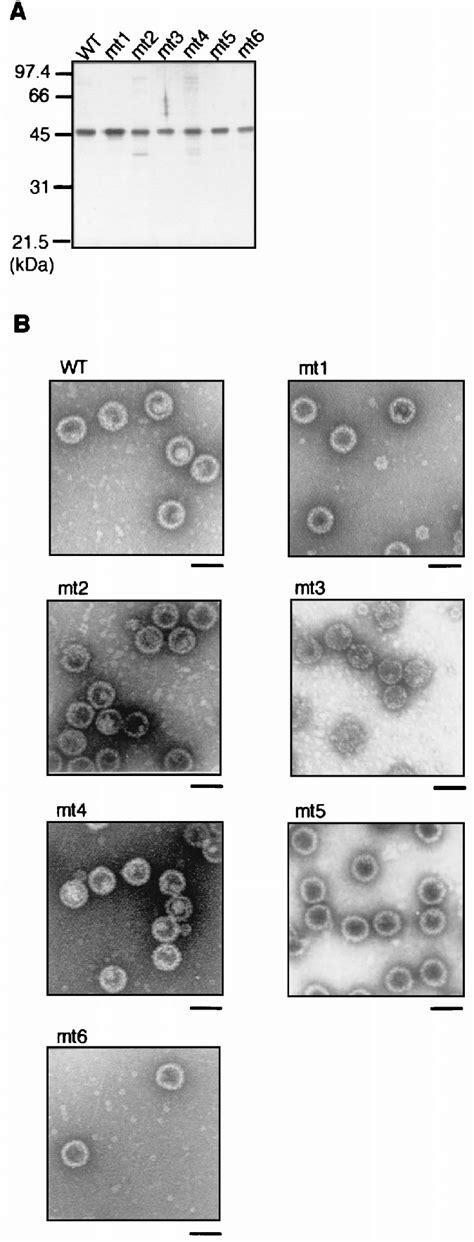 Purification And Morphological Analysis Of Cysteine Mutant Vlps A