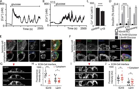 Local Activation Of Focal Adhesion Kinase Orchestrates The Positioning