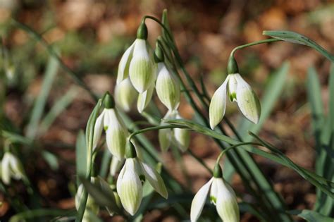 Galanthus ‘cowhouse Green Morlas Plants