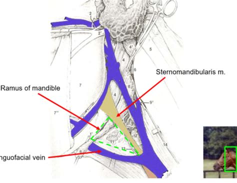 Equine Anatomy Flashcards Quizlet