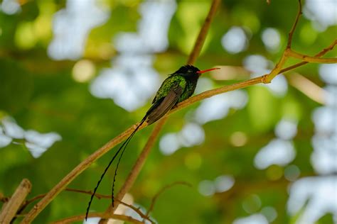 Doctor Bird – Uniquely Stunning Symbol of Jamaica