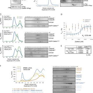 Depletion of MZT1 in C albicans delocalizes Caγ TuSC from SPBs and