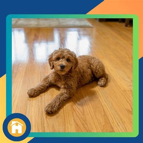 Pet-friendly flooring options for your home