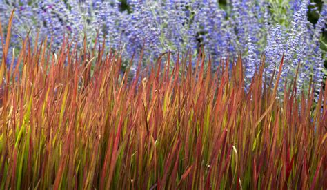 12 Best Ornamental Grasses For Your Landscape