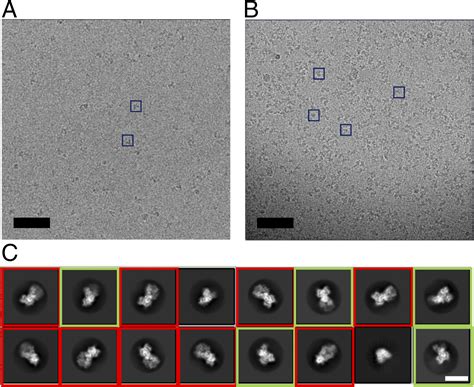 General And Robust Covalently Linked Graphene Oxide Affinity Grids For