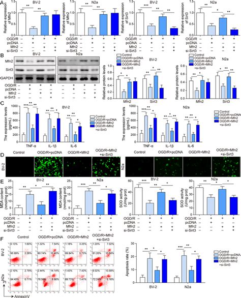 Overexpression Of Mfn Activates Sirt Alleviates Ogd R Induced