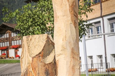 Symbolisches Konstrukt im Lärchenstamm