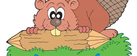 Beaver Eating Wood Cartoons Illustrations Royalty Free Vector Graphics