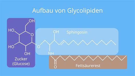 Lipide Definition Arten Und Aufbau Mit Video