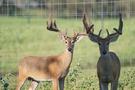 M Whitetailsyearling Sons Looking Mcnificent Deer Breeder In