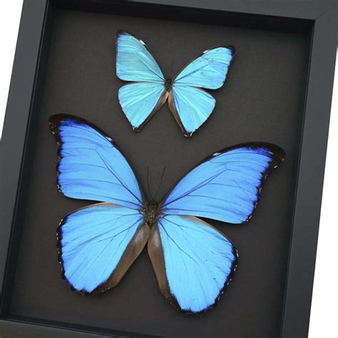 Morpho Butterfly Collection Morpho Aega Didius