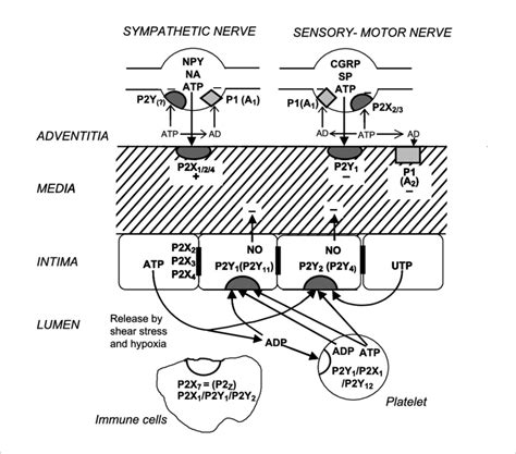 Short Term Acute Purinergic Signaling Controlling Vascular Tone