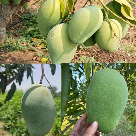 Pyanabi Combo 2 Mallika Mango Live Fruit Plant Grafted Hybrid Height 2