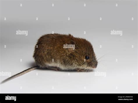Theriology Mouse Like Rodents Of Boreal Forests And Bush Tundra North