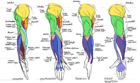 By Canadian Rainwater From Deviantart Arm Anatomy Human Anatomy