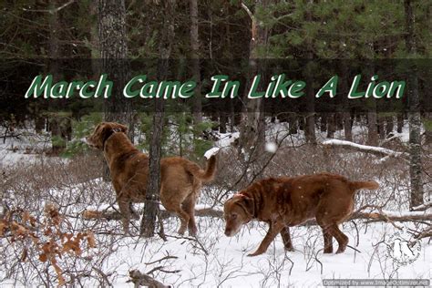 March Came In Like A Lion - 2 Brown Dawgs Blog