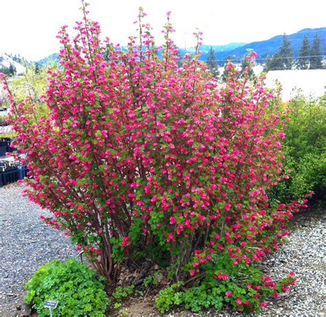 Red-flowering Currant – Derby Canyon Natives