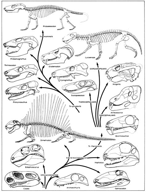 Synapsid | Cool Dino Facts Wiki | FANDOM powered by Wikia