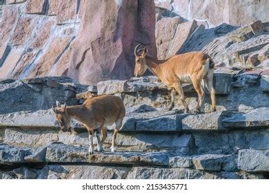 236 Dagestan Goat Images, Stock Photos & Vectors | Shutterstock