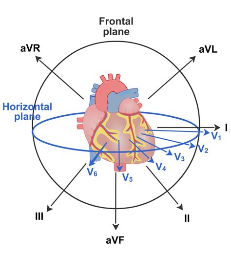 Electrocardiogram Lesson Human Bio Media