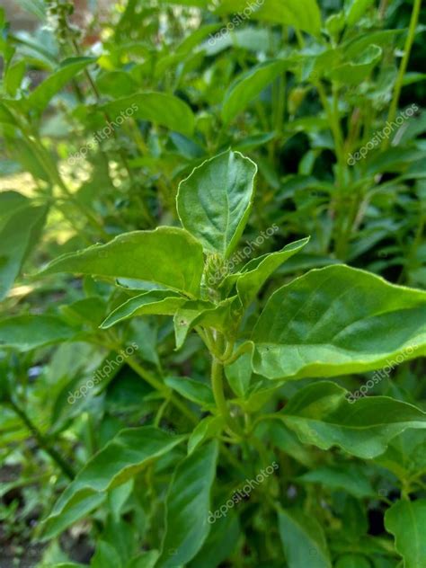 Albahaca de limón fresca kemangi Ocimum basilicum Ocimum americanum