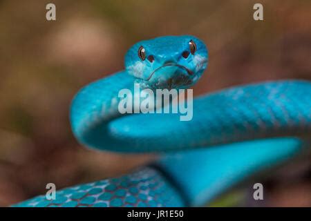 Sunda Island pit viper Stock Photo: 138304295 - Alamy