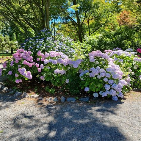 The Mophead Hydrangea - Discover Why It's The Most Popular Hydrangea - Breathing Garden