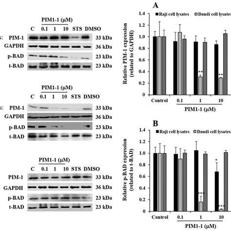 PIM1 1 Induces The Downregulation Of PIM 1 Protein Expression And